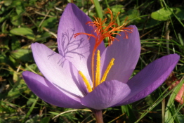 Crocus ligusticus   bestellen